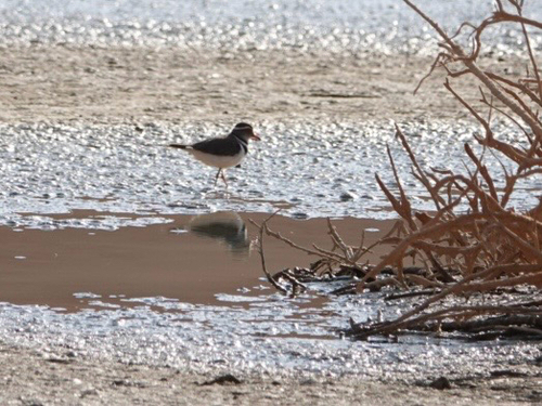 iNaturalist image