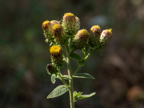 Ploughman's-spikenard