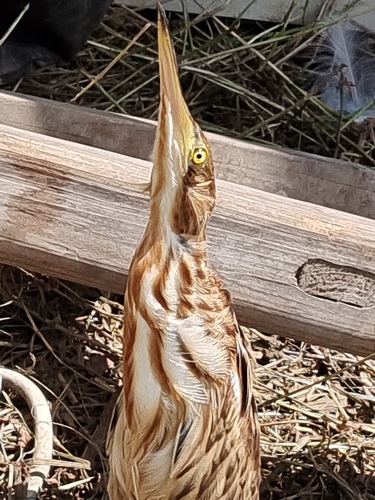 Yellow Bittern