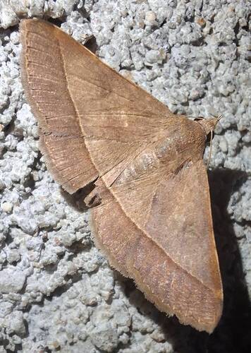 Hypospila bolinoides