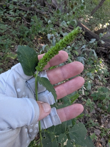 Agastache nepetoides, photograph 6