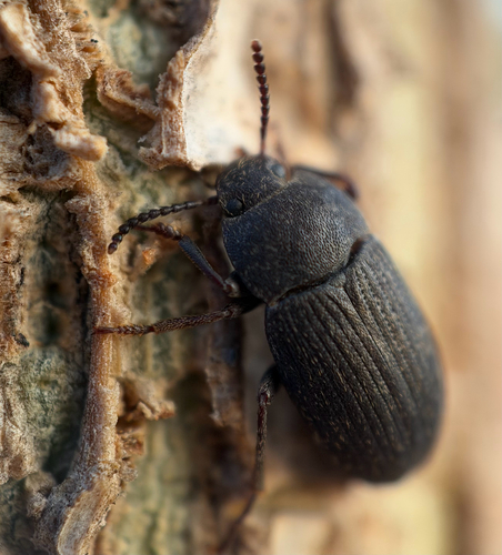 Blapstinus fortis