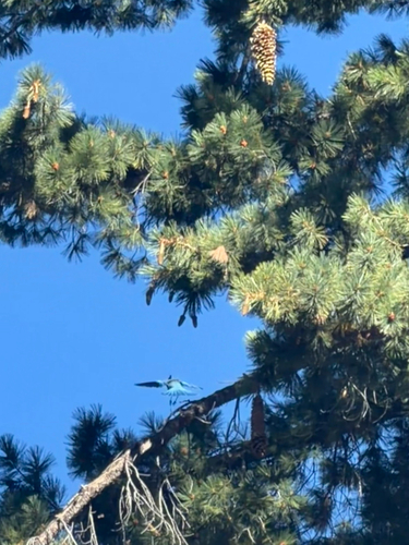 Steller's Jay