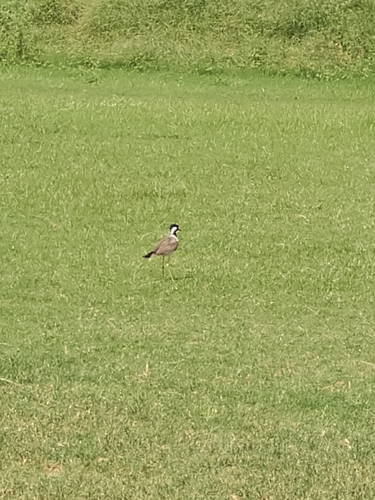 Red-wattled Lapwing