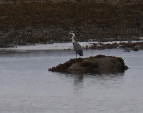 iNaturalist image
