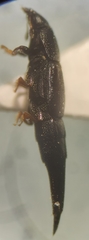 Conotelus obscurus
