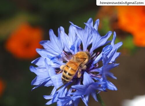 Western Honey Bee