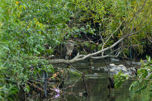 iNaturalist image