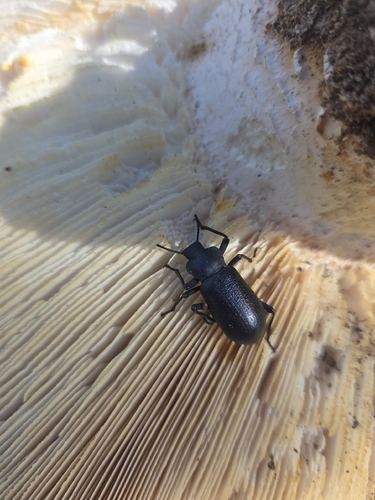 iNaturalist observation photo of Darkling Beetles