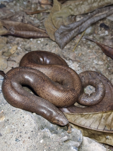 Red Sand Boa
