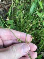 Juncus prismatocarpus, photograph author not stated, no rights reserved