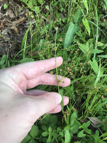 Juncus prismatocarpus, photograph 2