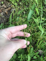 Juncus prismatocarpus, photograph author not stated, no rights reserved