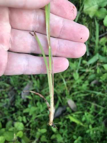 Juncus prismatocarpus, photograph 4