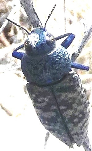 Lampetis drummondi