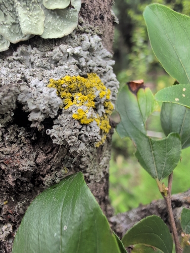 Frosted Rosette Lichen
