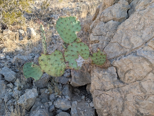 Black-spined Pricklypear
