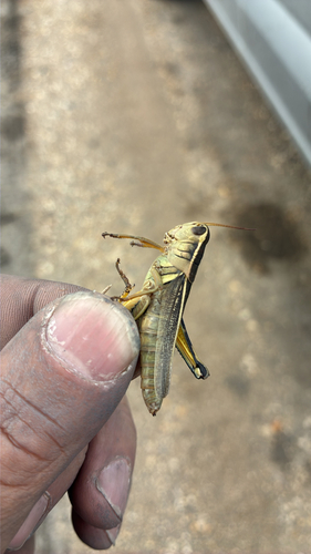 Two-striped Grasshopper
