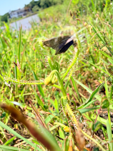 Indian Sundew