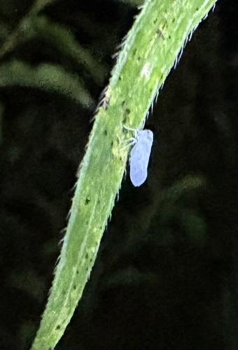 Cedusa