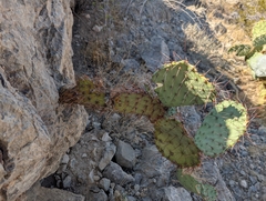 Opuntia macrocentra, photograph author not stated, no rights reserved