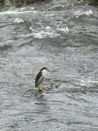iNaturalist image