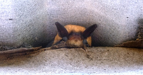 Canyon Bat