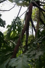 Anthurium clavigerum image