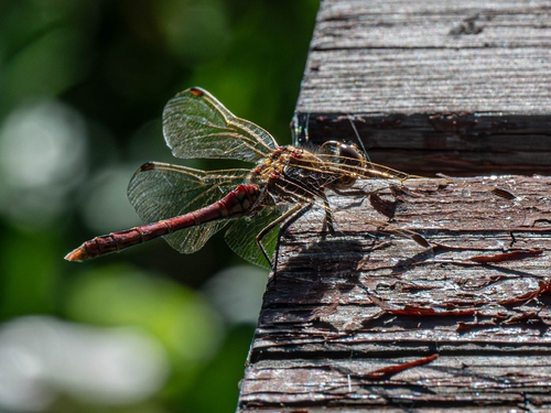 Vagrant Darter