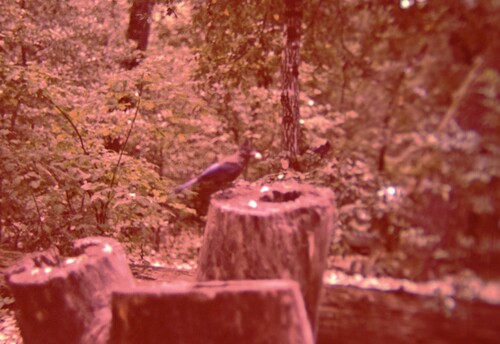 Steller's Jay