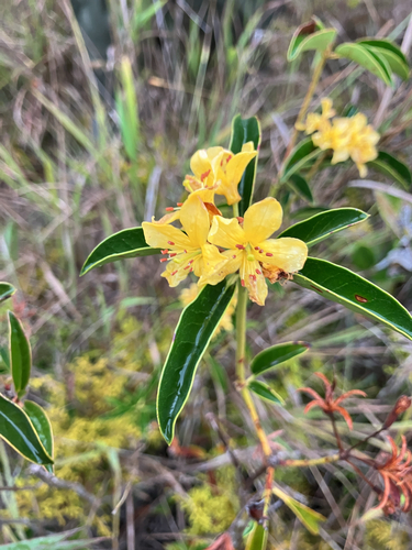 Rhododendron macgregoriae observed 2026-09-03