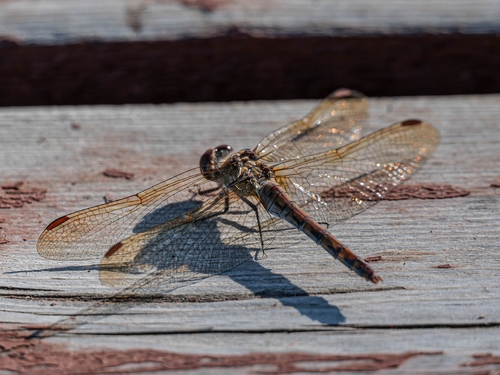 Common Darter