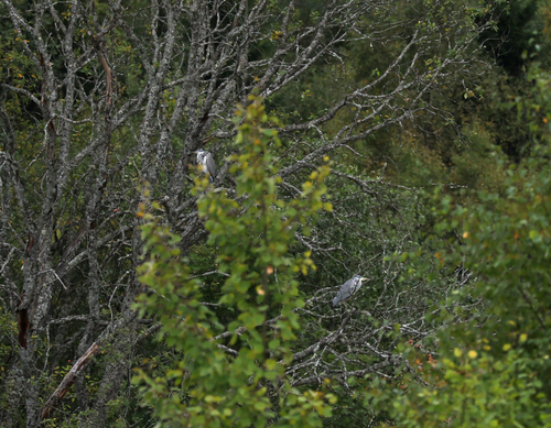 iNaturalist: (c) Aleksandra B, some rights reserved (CC BY-NC), uploaded by Aleksandra B iNaturalist image