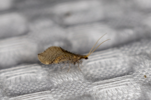 Nearctic Beaded Lacewings