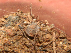 Ortholasma levipes