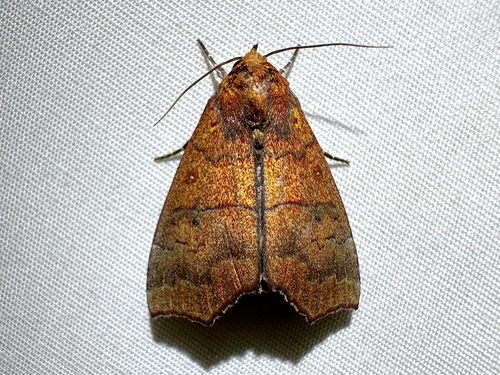 Hibiscus Leaf Caterpillar Moth photo 5
