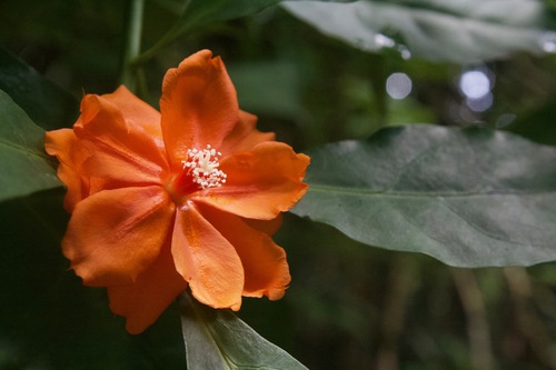 Leuenbergeria bleo
