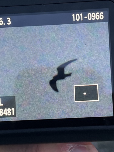 Common Nighthawk