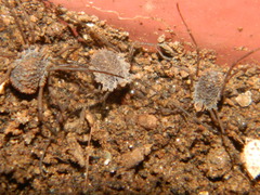 Ortholasma levipes