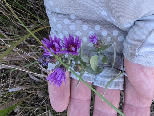 Symphyotrichum sericeum, photograph 5