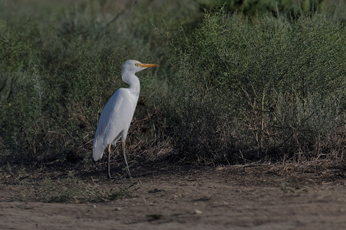 iNaturalist image