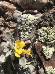 Physaria occidentalis occidentalis