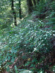 Danae racemosa