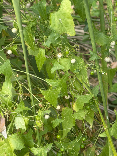Zehneria cunninghamii observed 2026-09-10