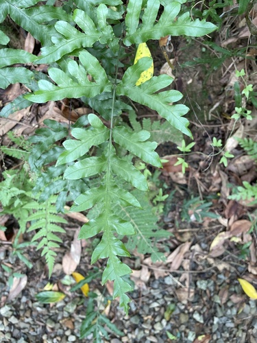 Pteris semipinnata observed 2026-09-10