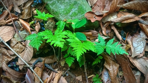 Tectaria membranacea observed 2026-09-10