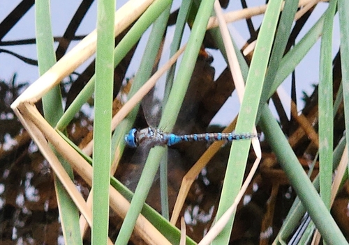 Blue-eyed Darner