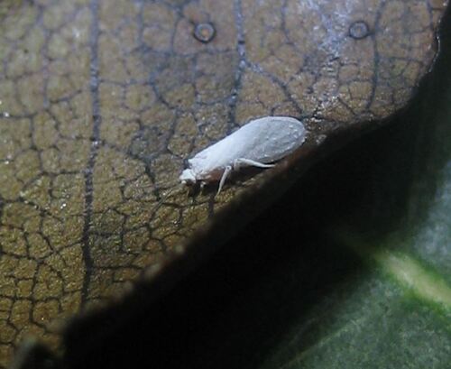 Coniopteryx maculithorax