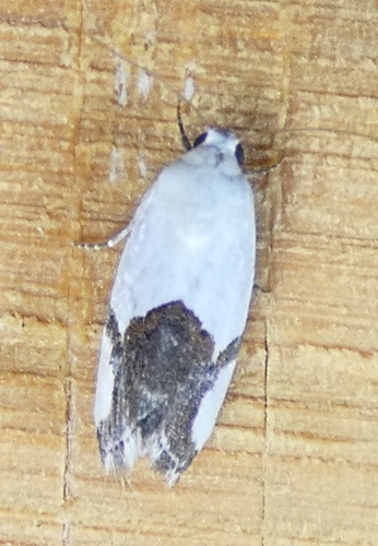 Ponometia cuta