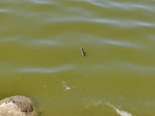 iNaturalist observation photo of Common Green Darner